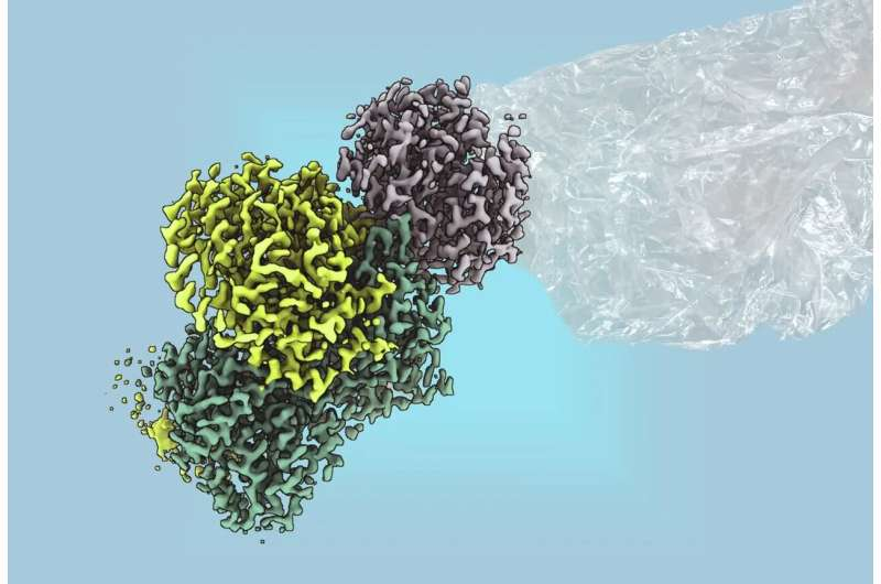 Bacterial Enzyme Unlocks a New Route to Renewable Plastics