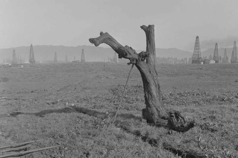 Ancient Trees With Inefficient Photorespiration Helped Stabilize Earth’s Climate During the Last Ice Age