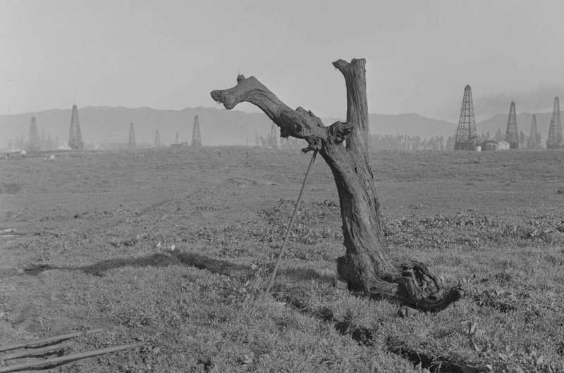 Ancient Trees With Inefficient Photorespiration Helped Stabilize Earth’s Climate During the Last Ice Age