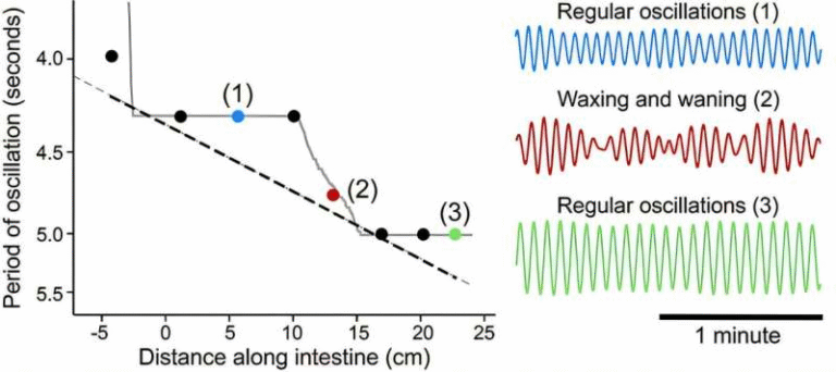 How Synchronized Frequencies in Your Gut Keep Digestion on Track