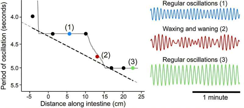 How Synchronized Frequencies in Your Gut Keep Digestion on Track