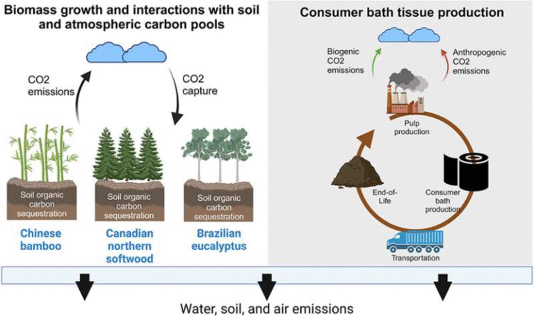 New Research Shows Bamboo Tissue Paper Isn’t as Eco-Friendly as It Seems