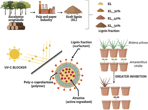 Lignin Makes Herbicide Nanoparticles More Stable and Effective for Greener Farming