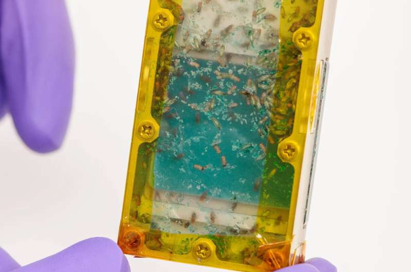 Insects Could Become a Sustainable Food Source for Long-Duration Space Missions