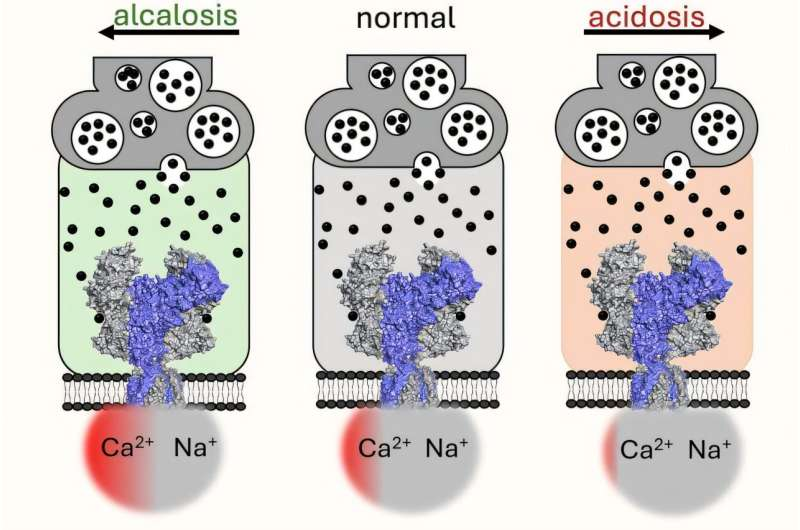 New Research Shows NMDA Receptor Calcium Signals Are Far More Dynamic Than Previously Believed