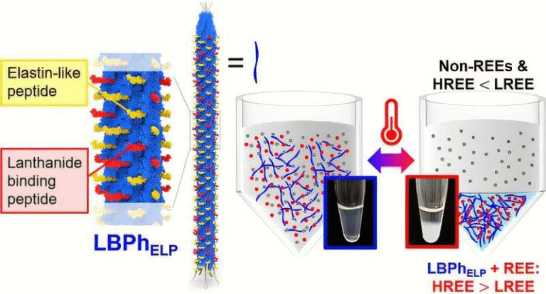 Genetically Engineered Virus Works as a Smart Sponge to Cleanly Extract Rare Earth Elements