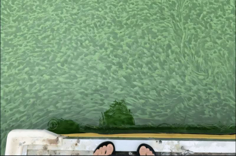 Nitrogen’s Underestimated Role in Fueling Cyanobacteria Blooms in Lake Ecosystems