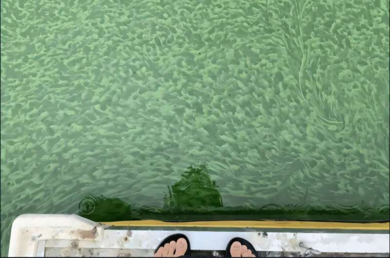 Nitrogen’s Underestimated Role in Fueling Cyanobacteria Blooms in Lake Ecosystems