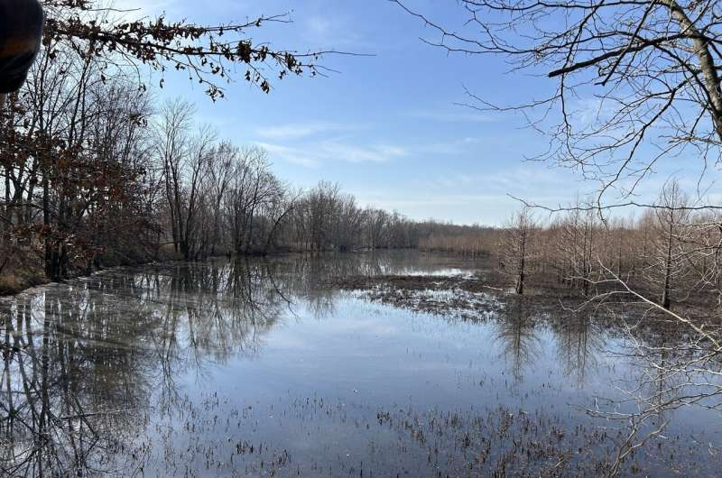 Wetlands Naturally Remove Nitrogen Pollution and Save Cities Millions in Water Treatment Costs Wetlands Naturally Remove Nitrogen Pollution and Save Cities Millions in Water Treatment Costs