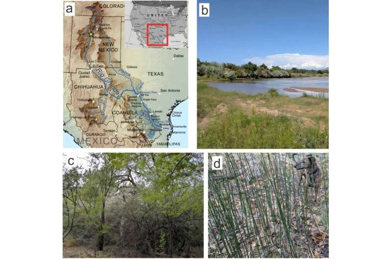 Ancient Horsetail Plants Reveal Meteorite-Like Oxygen Signatures That Could Rewrite Earth’s Climate History