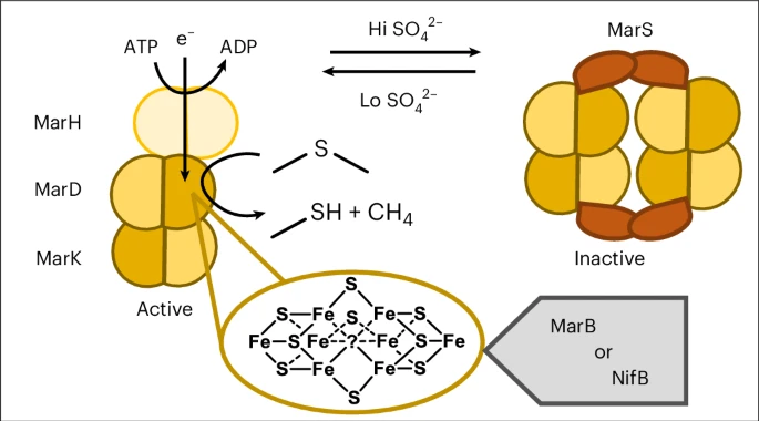 Ancient Bacterial Enzyme Brings Scientists Closer to Sustainable Ethylene Production