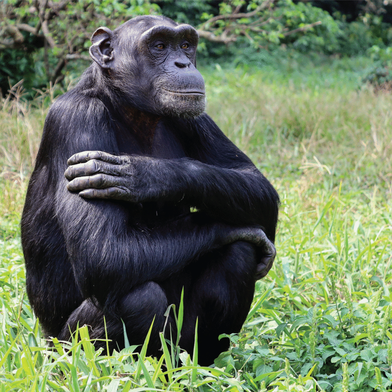 Chimpanzees Show They Can Think Rationally and Revise Their Beliefs Like Humans