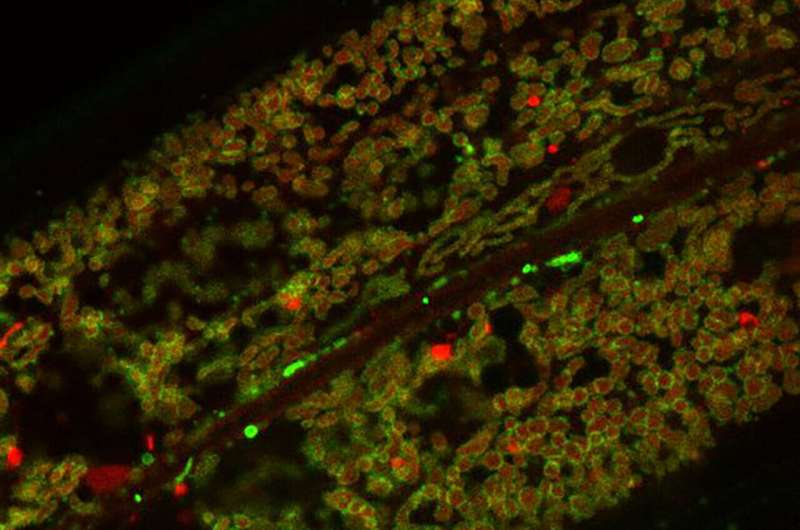 How Leucine Boosts Mitochondrial Energy Production by Protecting Key Proteins