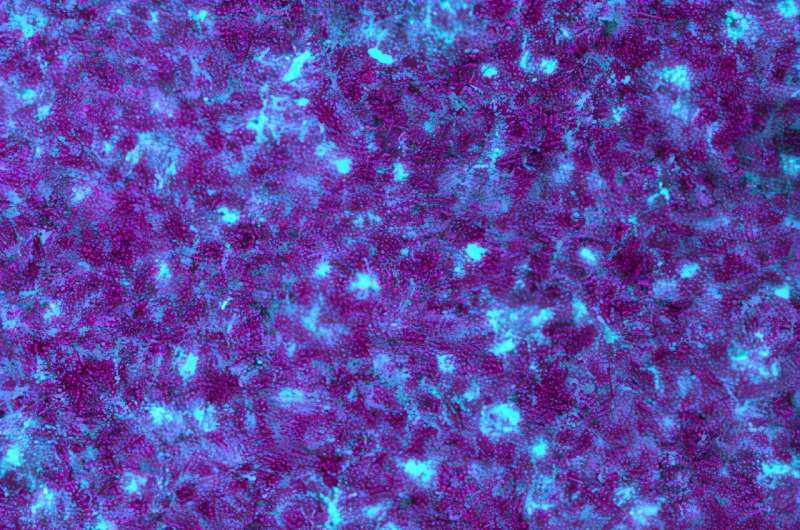 Caltech Researchers Use a Revived Imaging Technique to Reveal Hidden Secrets of Bacterial Biofilms