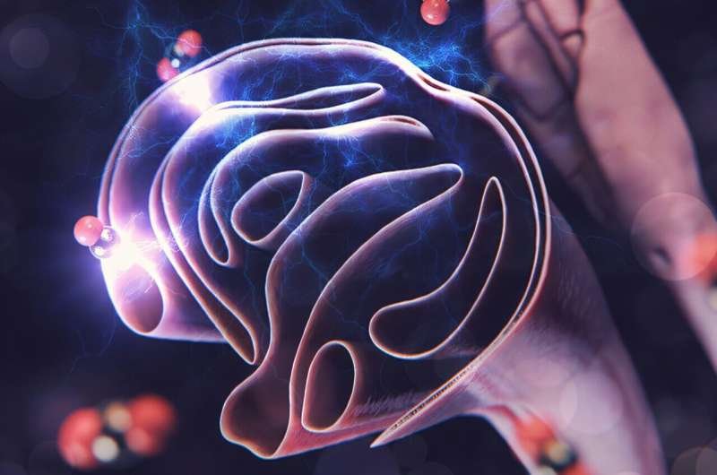 3D Imaging Reveals How Mosquitoes Detect Carbon Dioxide With Specialized Neurons