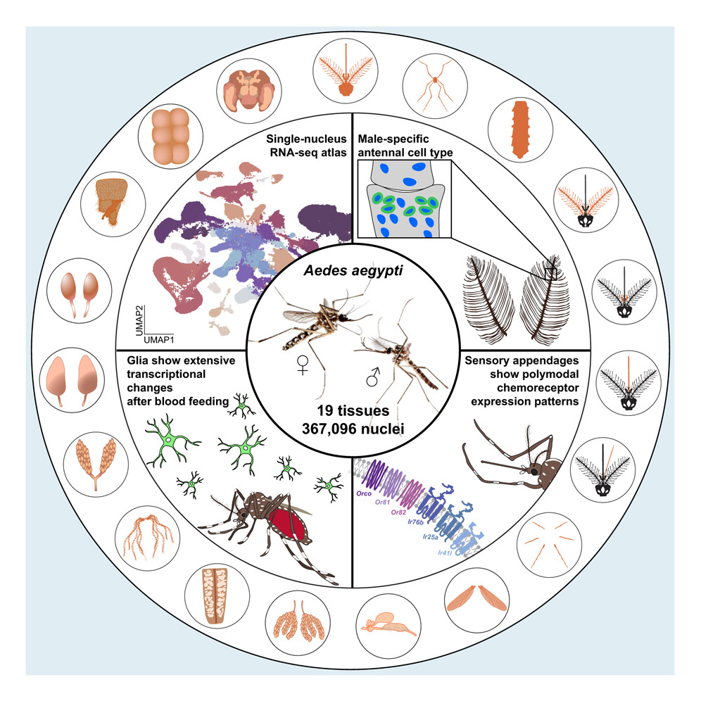 Researchers Create the World’s First Complete Cellular Atlas of the Mosquito Aedes aegypti