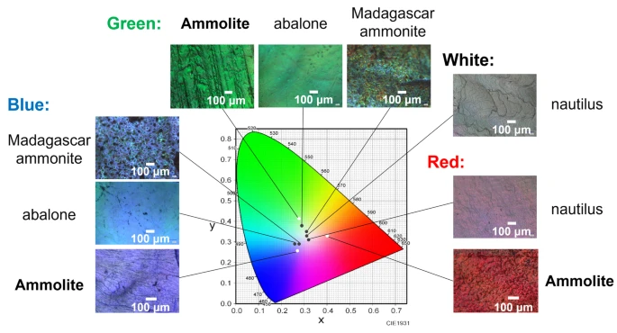 Scientists Finally Reveal Why Ammolite Gemstones Shine With Such Vivid Colors