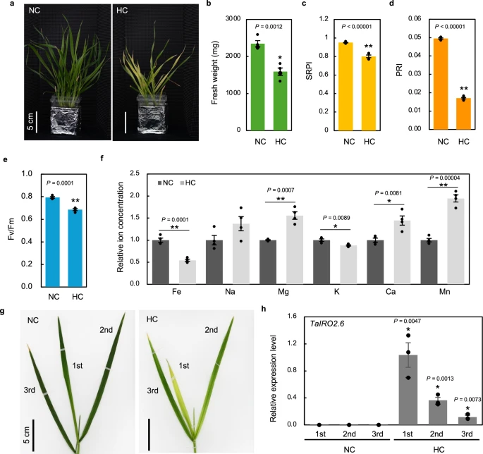 Extra Iron Helps Wheat Beat the Heat and Grow Stronger, Say Japanese Scientists