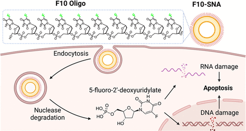 Northwestern Scientists Turn a Common Chemotherapy Drug into a 20,000-Times More Potent Cancer Killer