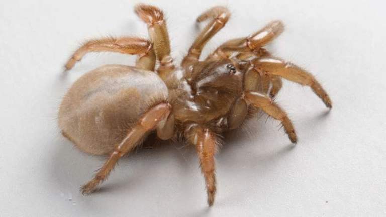 UC Davis Scientists Discover a New Trapdoor Spider Species Hidden Beneath California’s Coastal Dunes
