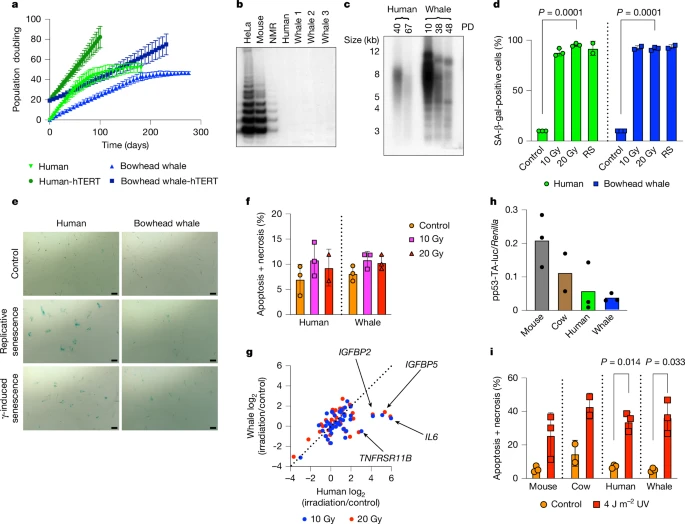 Bowhead Whales’ Extraordinary Longevity Linked to a Powerful DNA-Repair Protein Called CIRBP