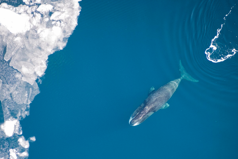 Bowhead Whales’ Extraordinary Longevity Linked to a Powerful DNA-Repair Protein Called CIRBP