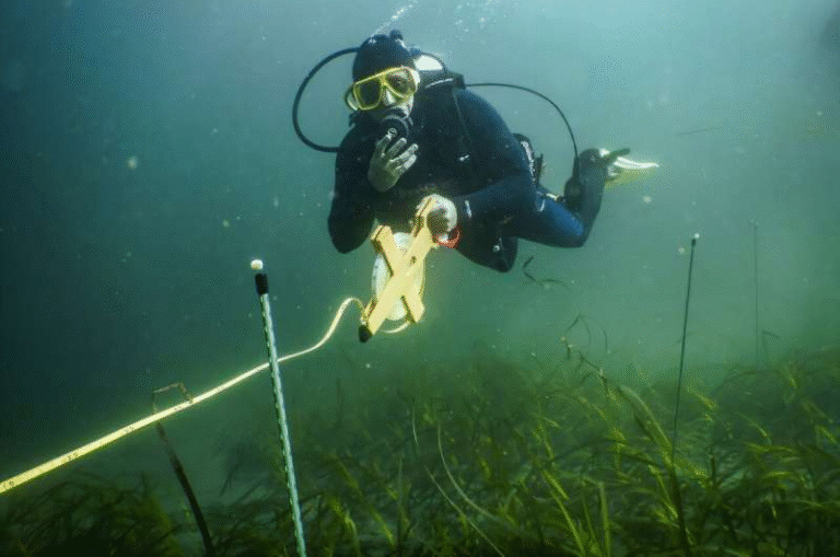 Hybrid Seagrass Discovery Could Revolutionize Genome-Informed Coastal Restoration