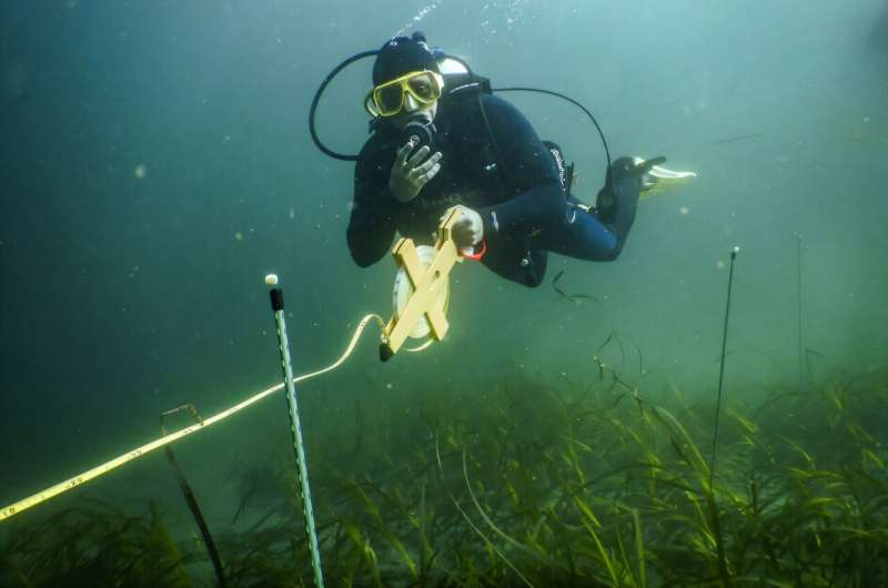 Hybrid Seagrass Discovery Could Revolutionize Genome-Informed Coastal Restoration