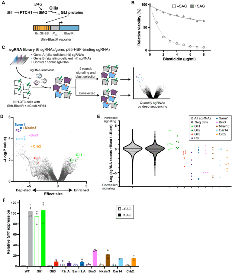 Yale Scientists Uncover Gene Pathway That Explains How Cells Break Down Their Cilia Before Division