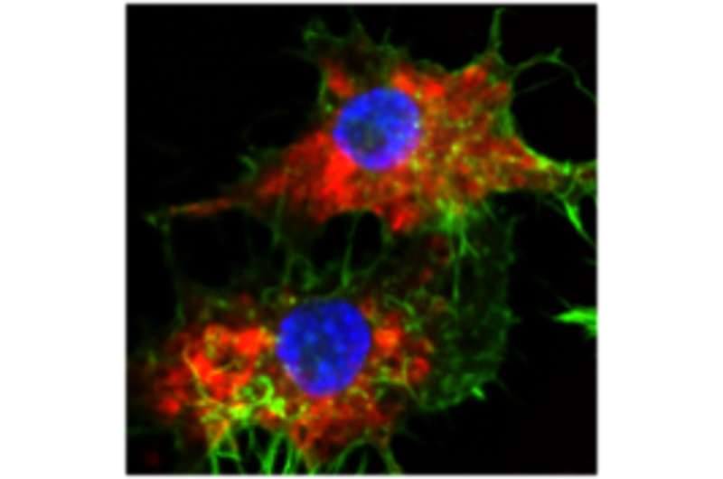 Northwestern Scientists Turn a Common Chemotherapy Drug into a 20,000-Times More Potent Cancer Killer