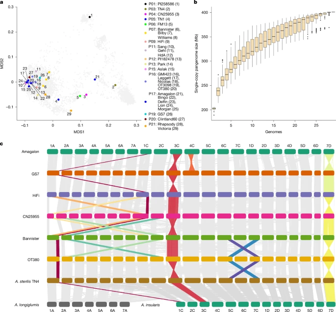 Scientists Map the Oat Pangenome Unlocking Genetic Secrets for Better, Healthier Crops