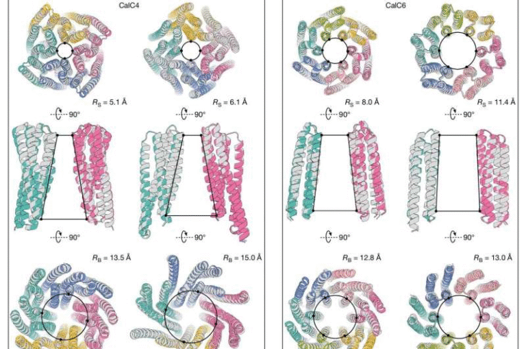 Scientists Build Functional Calcium Channels Entirely From Scratch Using AI