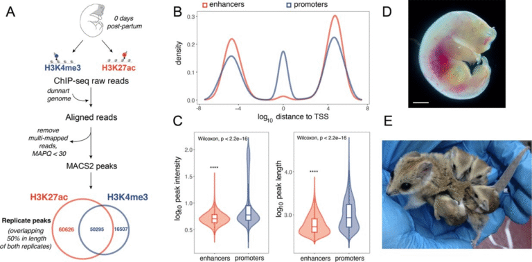 Scientists Identify Genetic Switches Behind Rapid Facial Development in Marsupials
