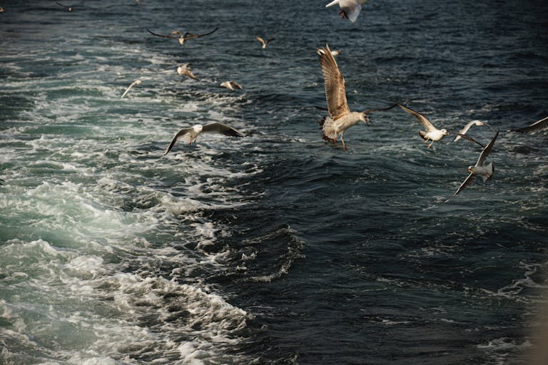 Seagulls flying over the bustling waves of the Bosphorus in Istanbul, Turkey.