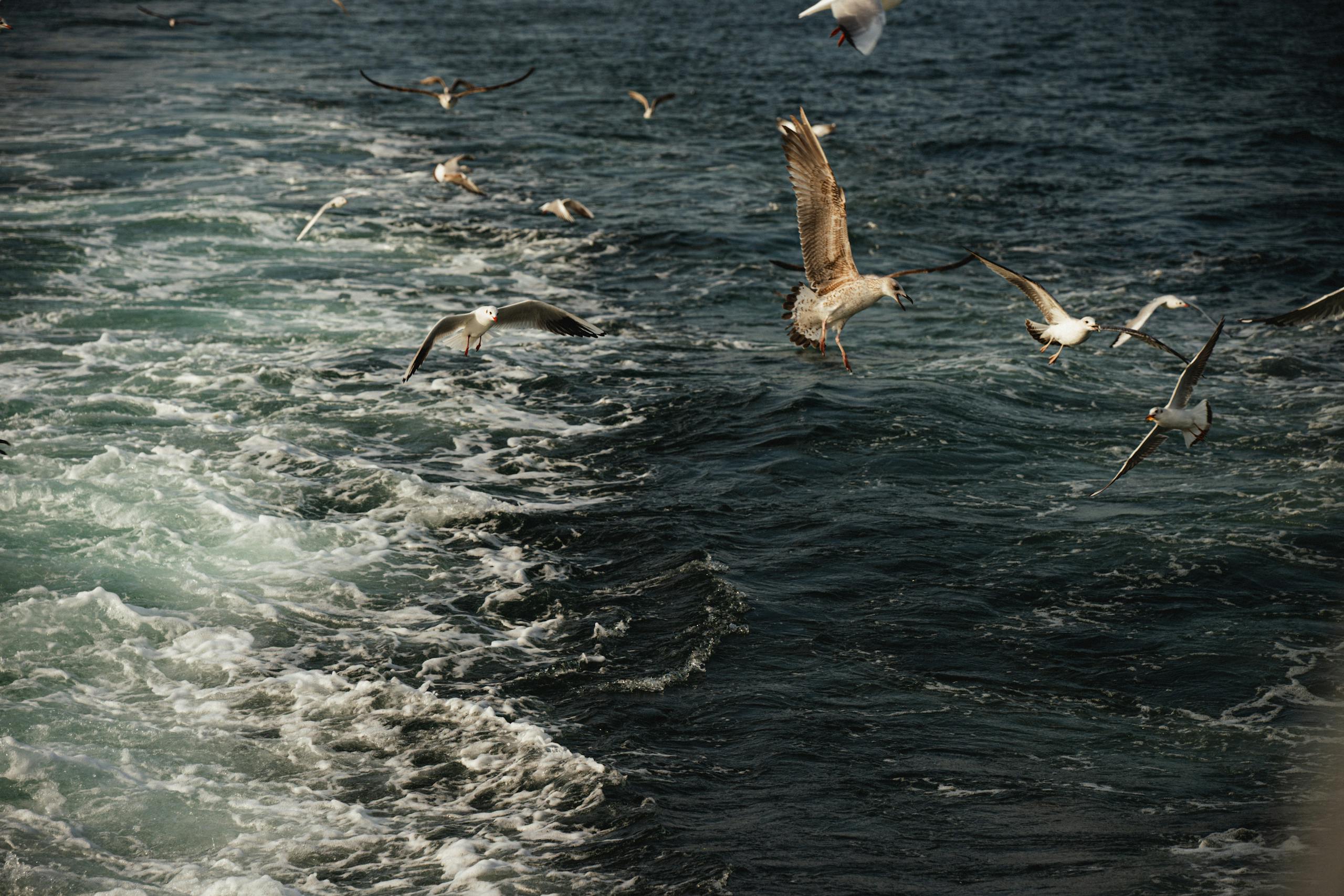 Seagulls flying over the bustling waves of the Bosphorus in Istanbul, Turkey.