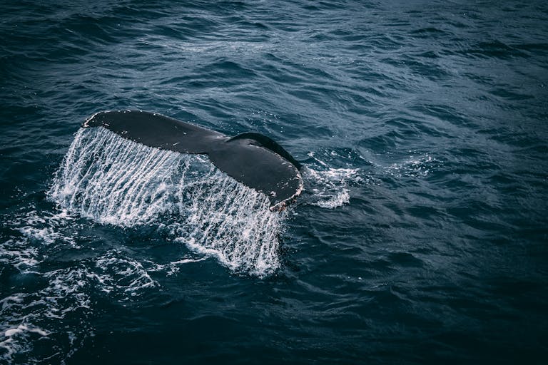 Stunning capture of a whale tail splashing in the deep blue ocean, showcasing marine beauty.