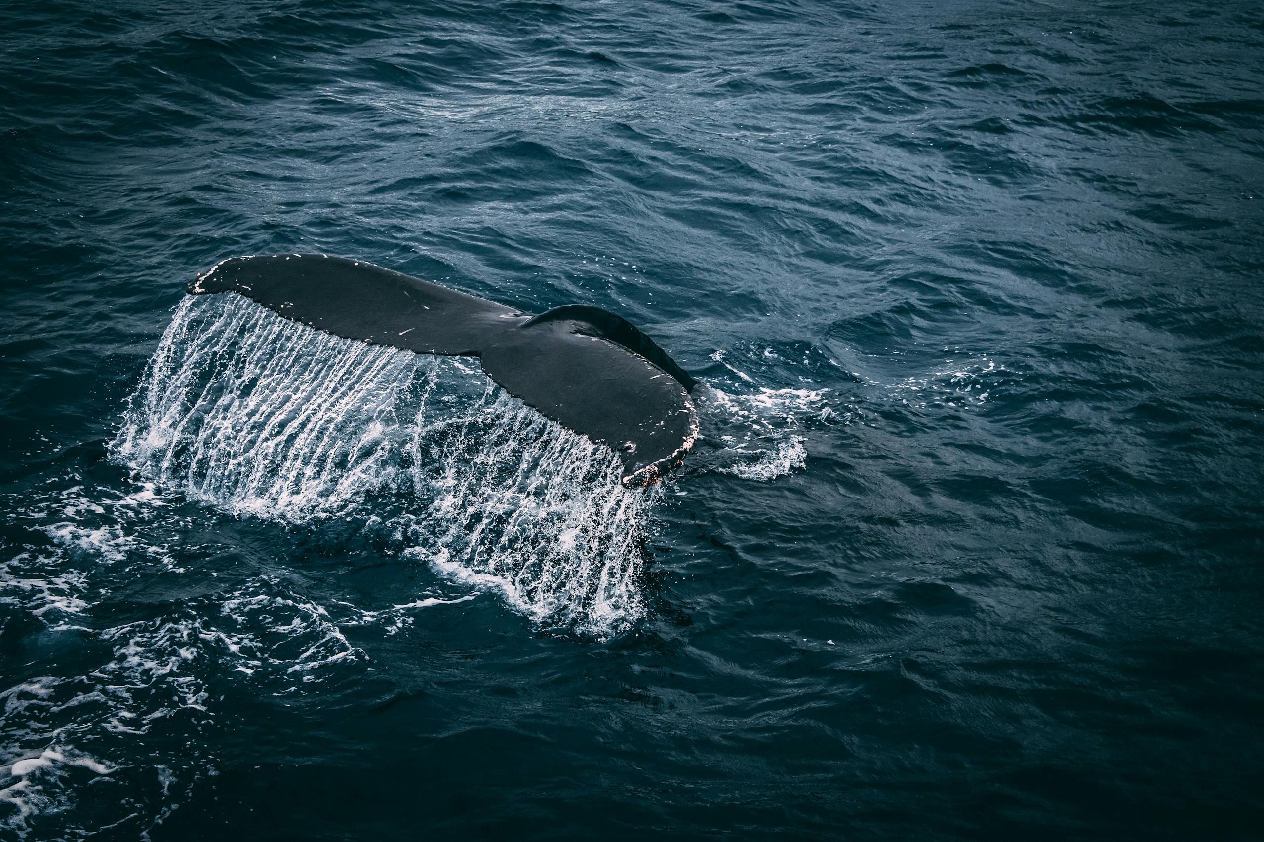 Stunning capture of a whale tail splashing in the deep blue ocean, showcasing marine beauty.