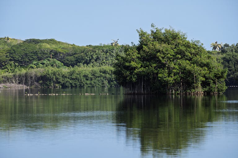 Mangroves Reveal Simple Cellular Secrets That Could Help Crops Survive Saltwater