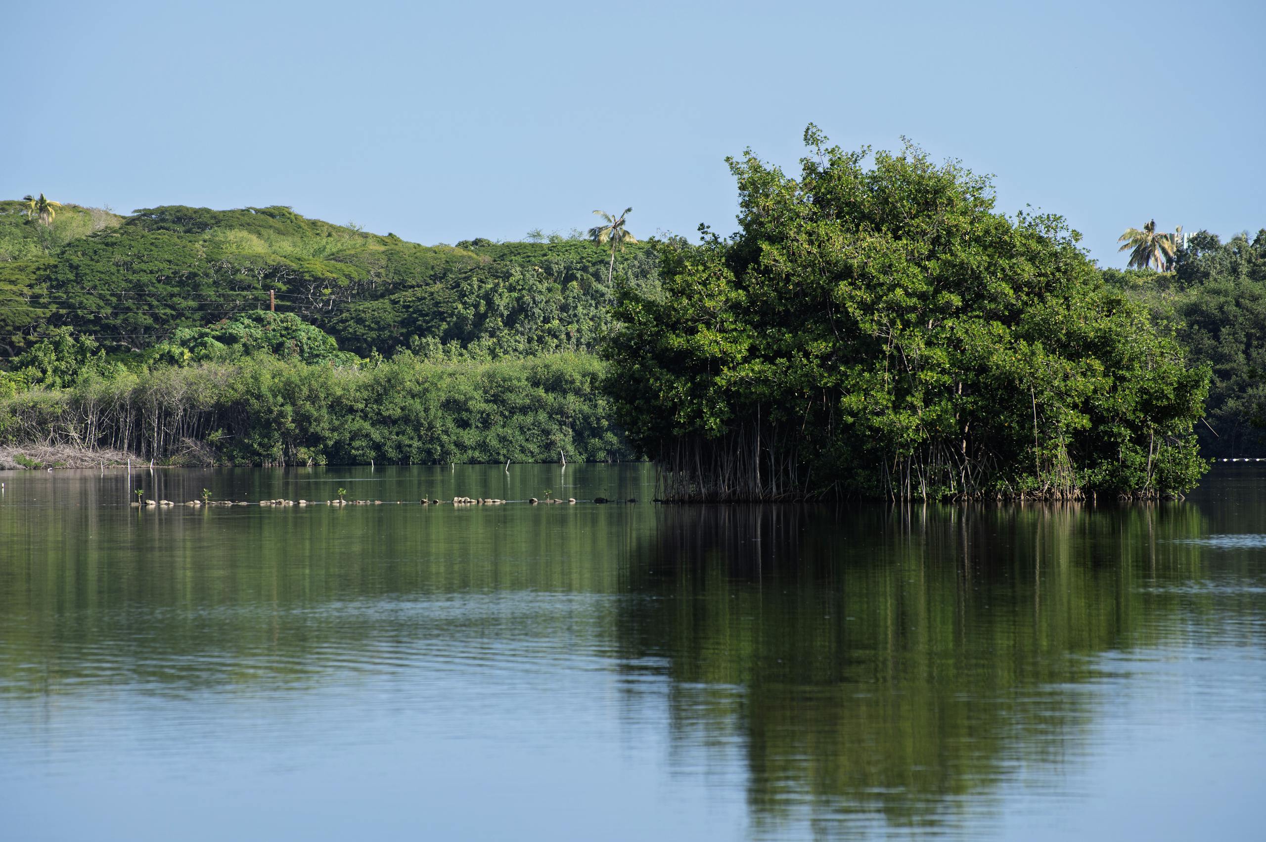 Mangroves Reveal Simple Cellular Secrets That Could Help Crops Survive Saltwater
