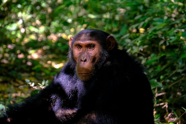 A detailed close-up of a chimpanzee in its natural rainforest habitat, showcasing texture and expression.