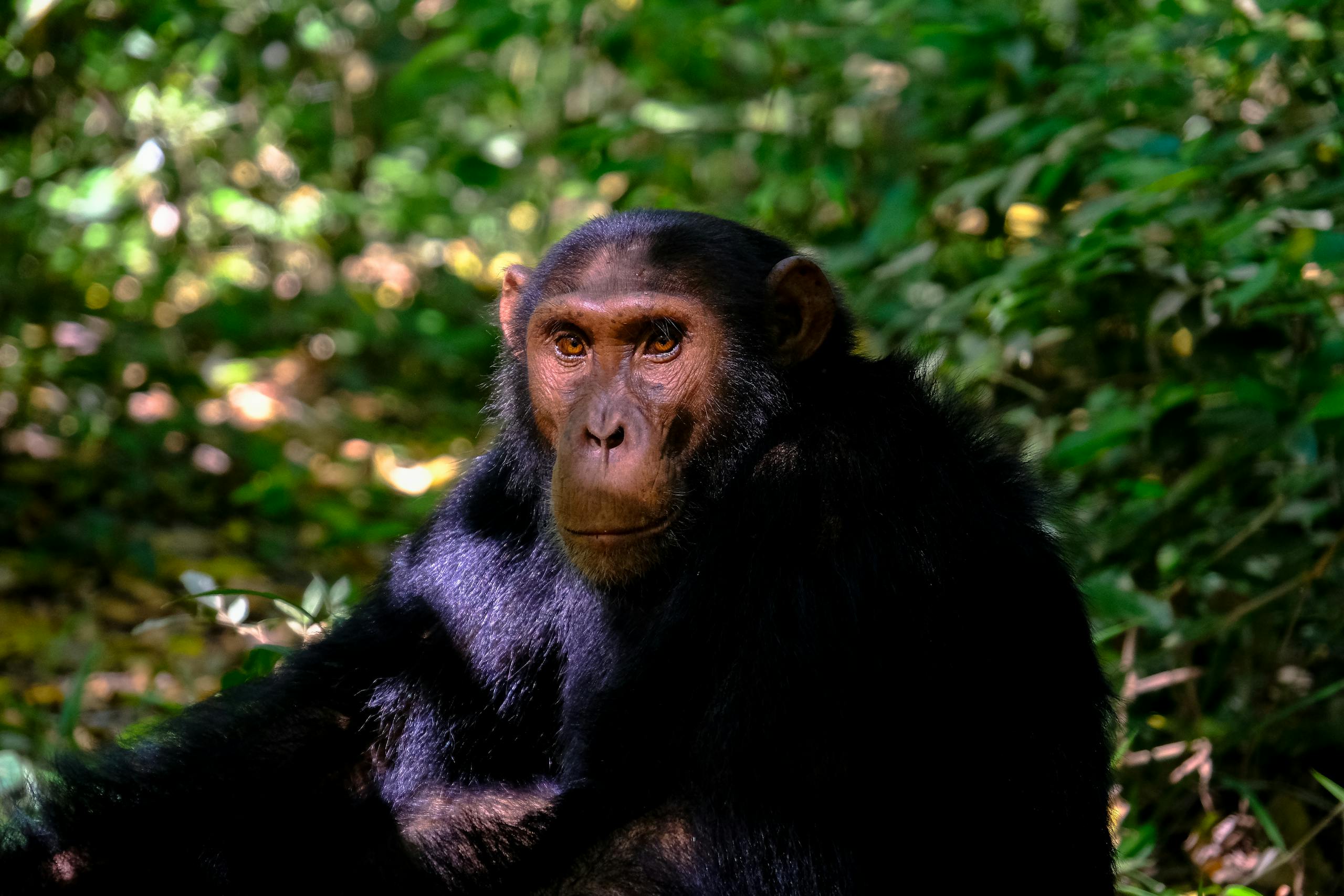 A detailed close-up of a chimpanzee in its natural rainforest habitat, showcasing texture and expression.