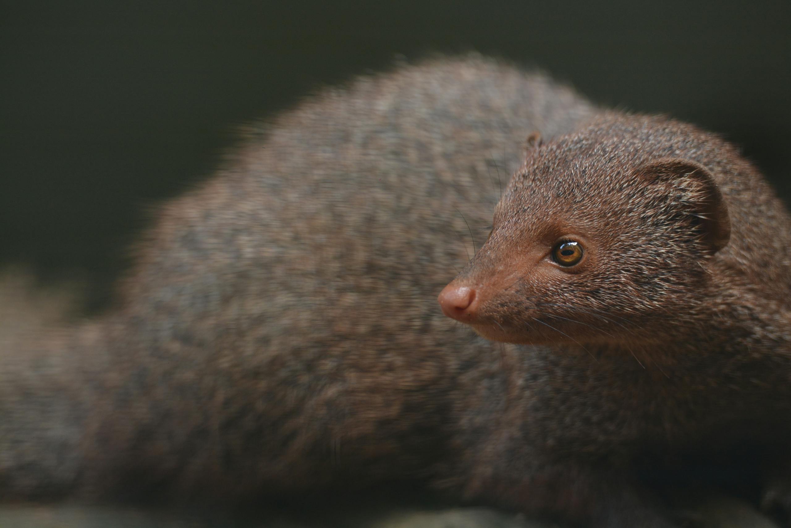 A detailed close-up of a ruddy mongoose showcasing its textured fur and vivid eyes.