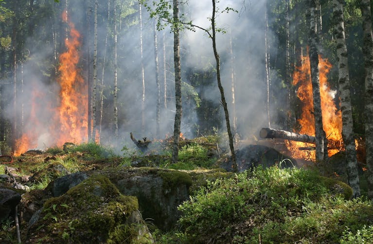 A dramatic forest fire engulfing trees, creating intense smoke and flames against a natural woodland backdrop.
