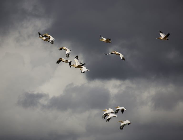 A group of birds elegantly flying across a cloudy sky, showcasing nature's beauty.