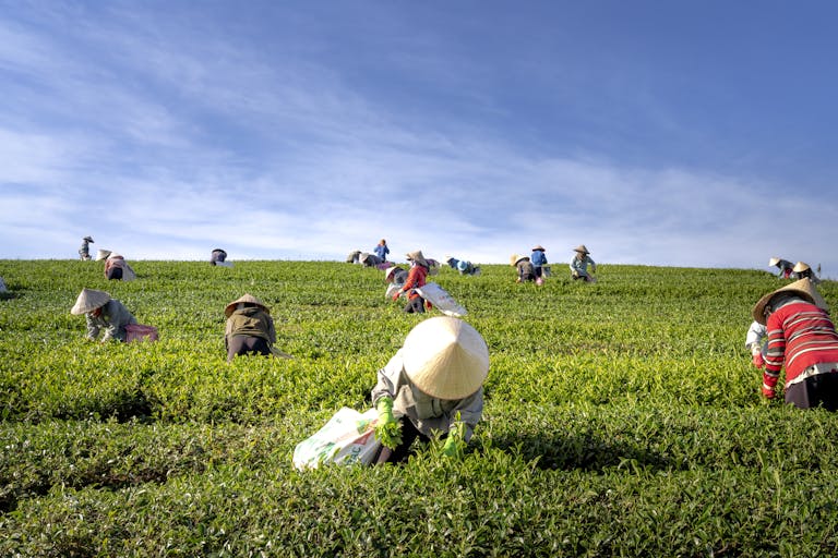 A group of farmers harvesting tea leaves in a verdant field under a clear blue sky.