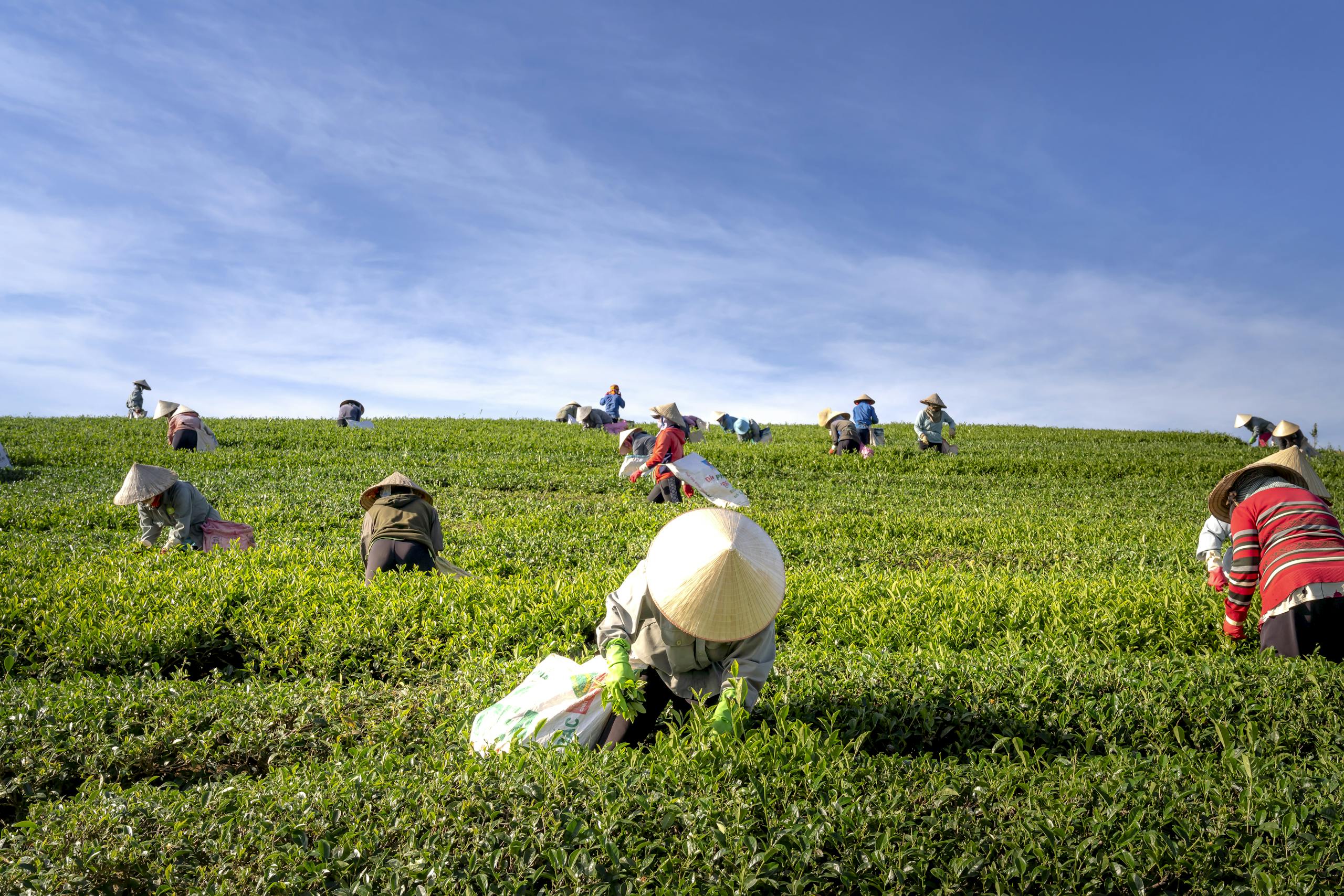 A group of farmers harvesting tea leaves in a verdant field under a clear blue sky.