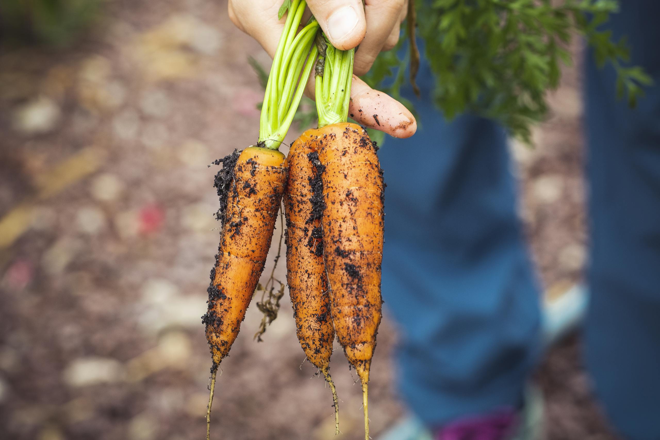 A hand holding freshly harvested organic carrots with soil in a garden setting.