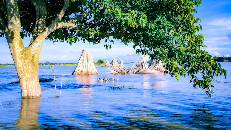 A serene flooded landscape with ducks swimming under a tree in Dhaka, Bangladesh.