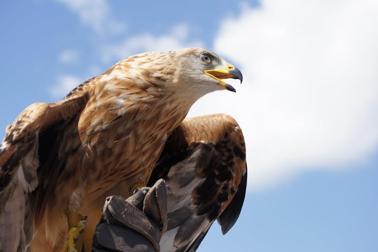 A striking close-up of a golden eagle poised in flight against a bright sky.