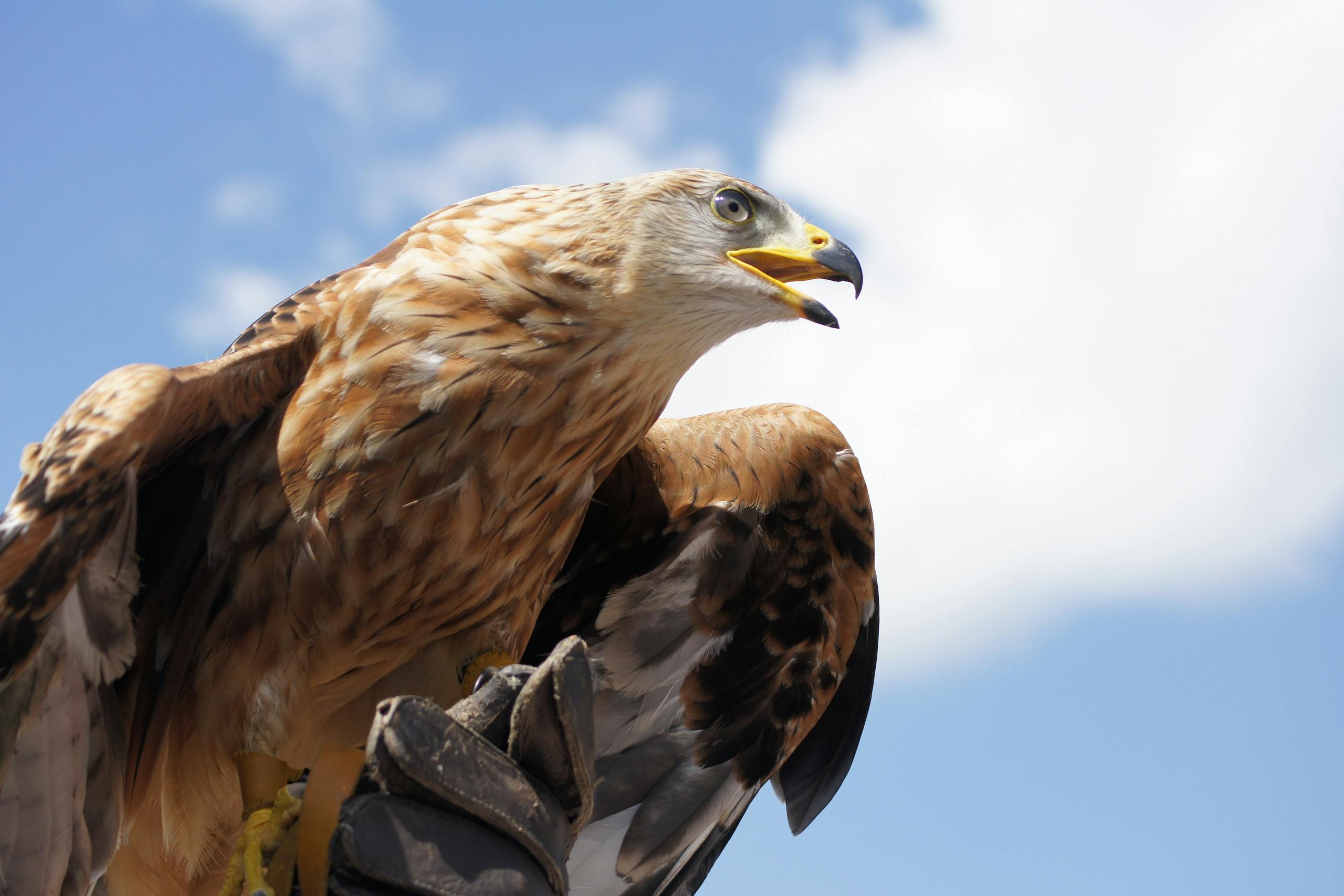 A striking close-up of a golden eagle poised in flight against a bright sky.